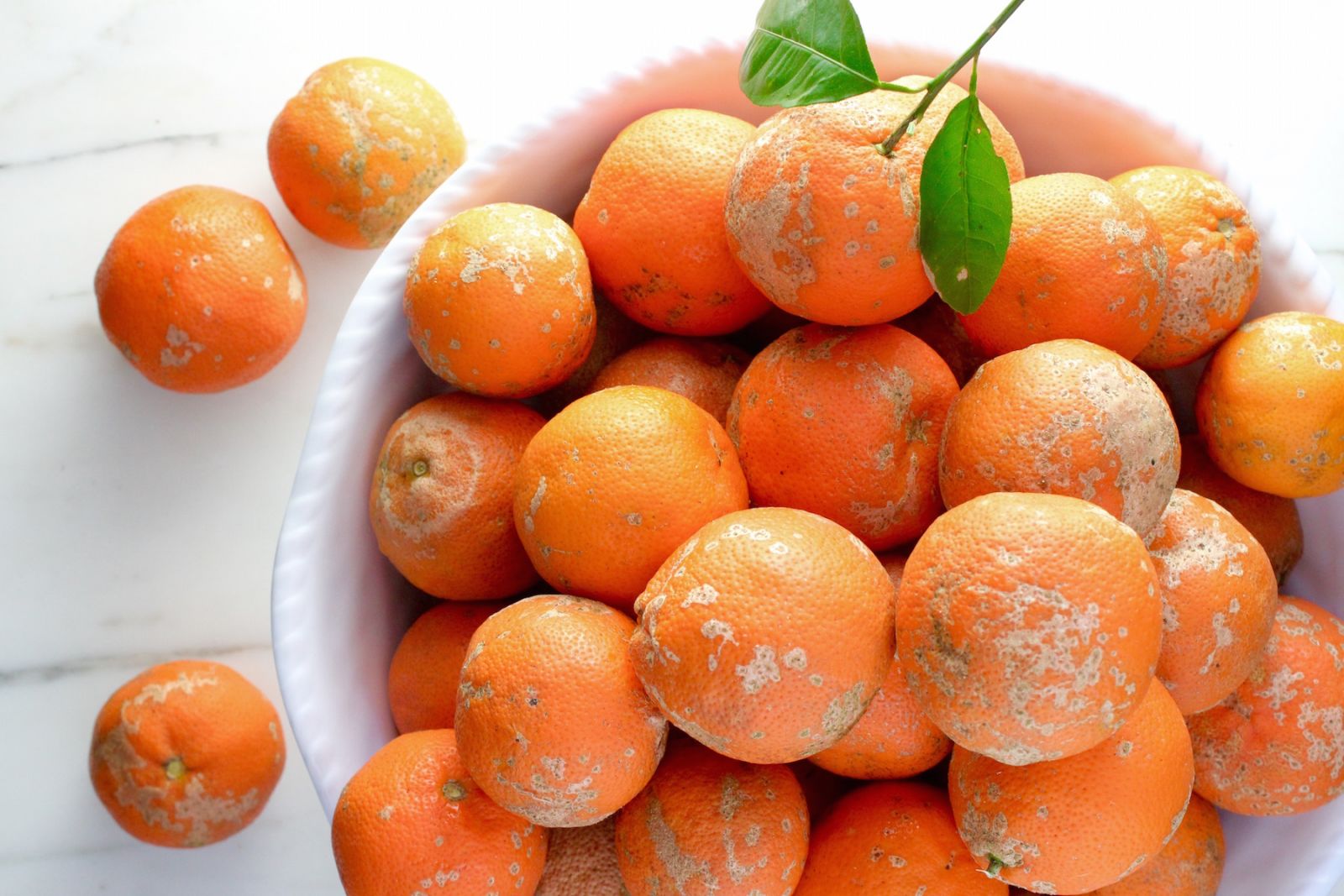 Rebirth Placentex Day Care Face Lotion (RM10) 50ml cam đắng