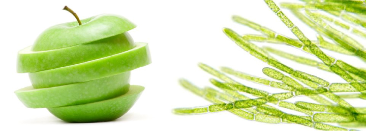 Rebirth Placentex Day Care Face Lotion (RM10) 50ml tế bào gốc táo xanh