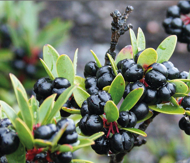 Rebirth Placentex Day Care Face Lotion (RM10) 50ml tiêu núi 