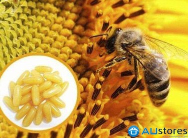 Khám phá những tác dụng tuyệt vời của sữa ong chúa đối với cơ thể bạn nên biết