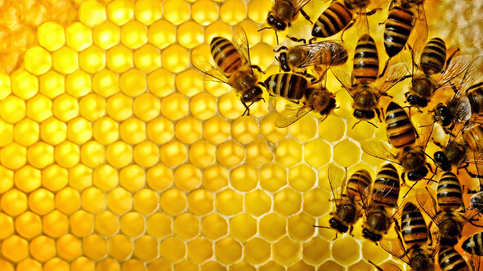 Sữa ong chúa – "Thần dược" níu giữ sắc đẹp và sức khỏe