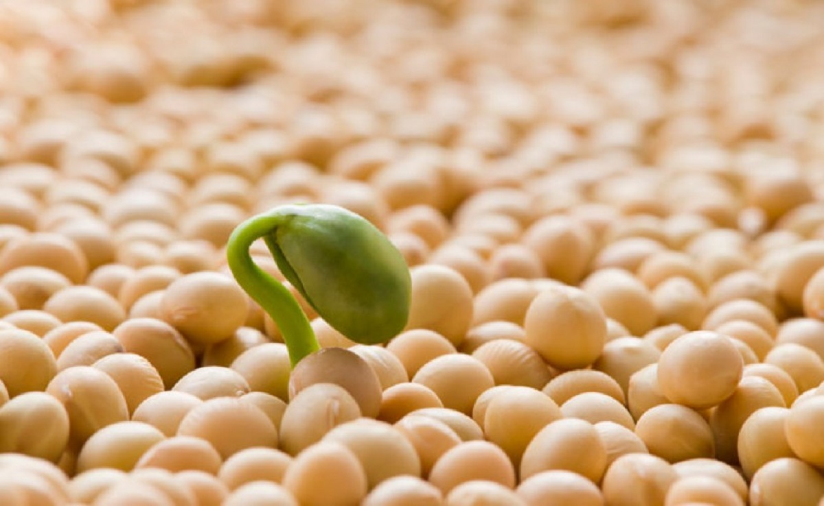 Tinh chất mầm đậu nành có thực sự tăng vòng 1?