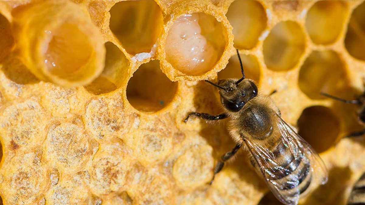 Khám phá những tác dụng tuyệt vời của sữa ong chúa đối với cơ thể bạn nên biết