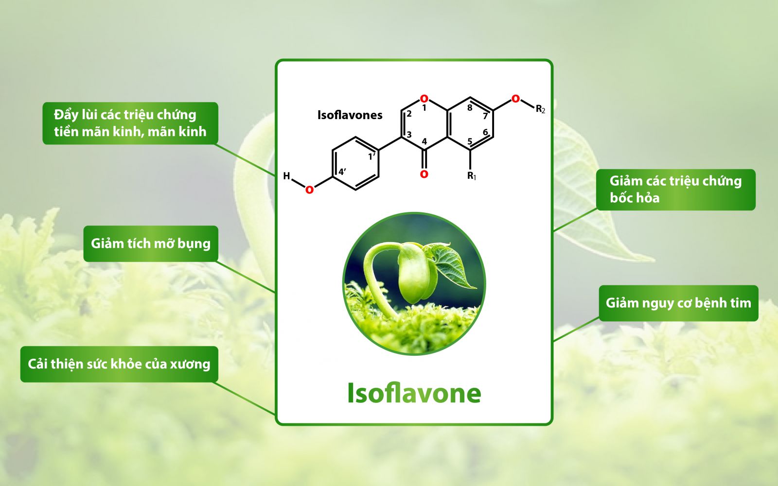 Công dụng nổi bật của dưỡng chất Isoflavone có trong tinh chất mầm đậu nành?
